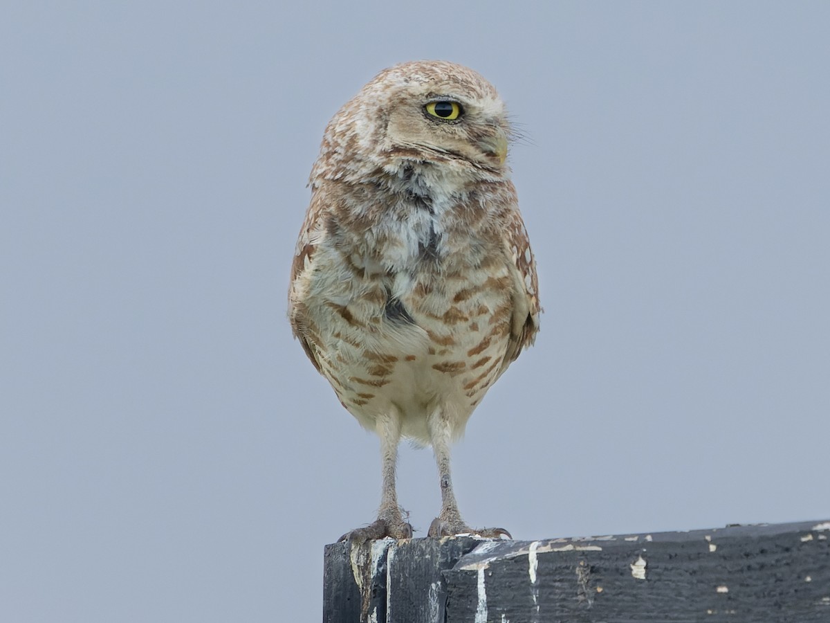 Burrowing Owl - ML591448811