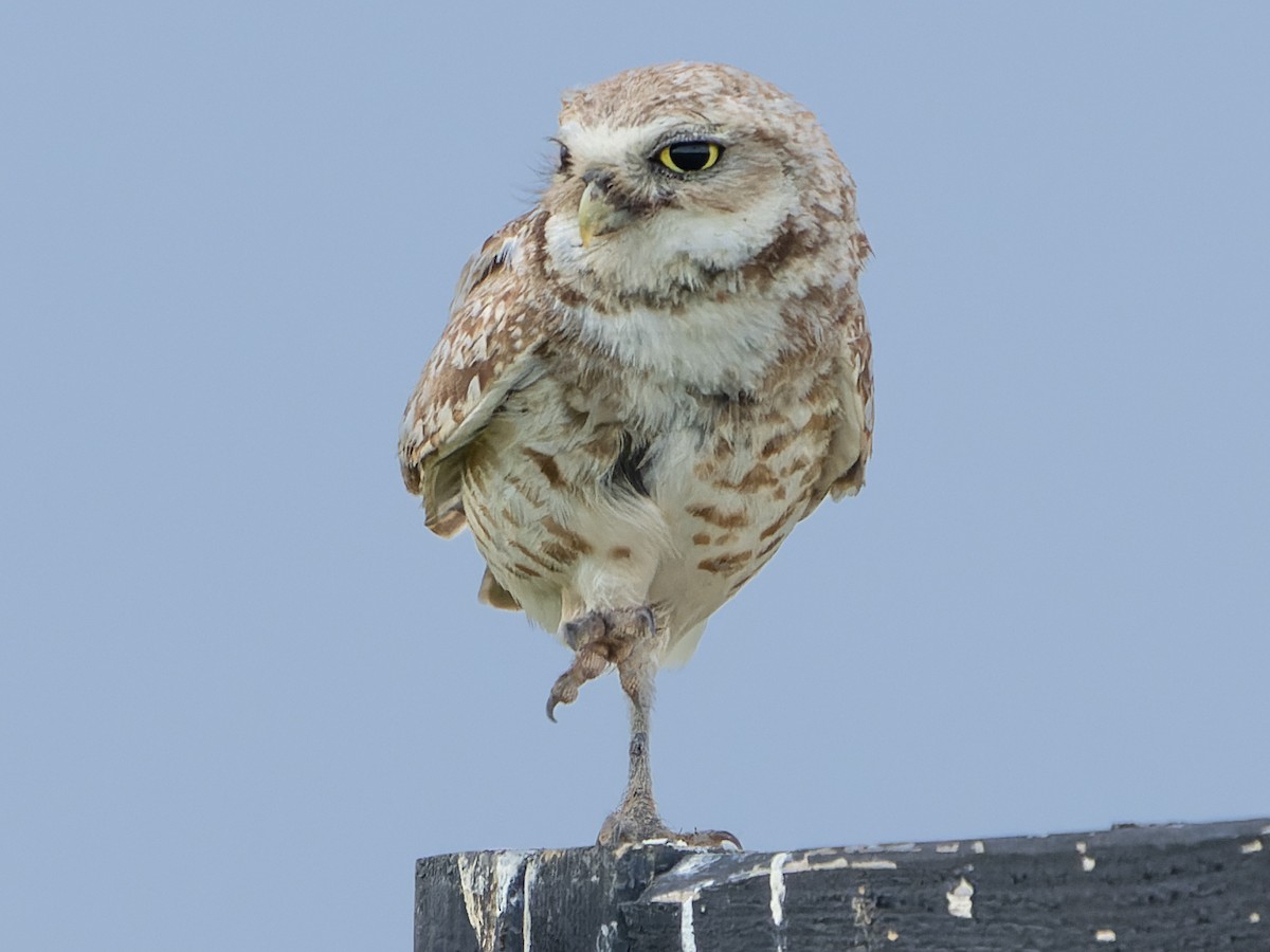 Burrowing Owl - ML591448951