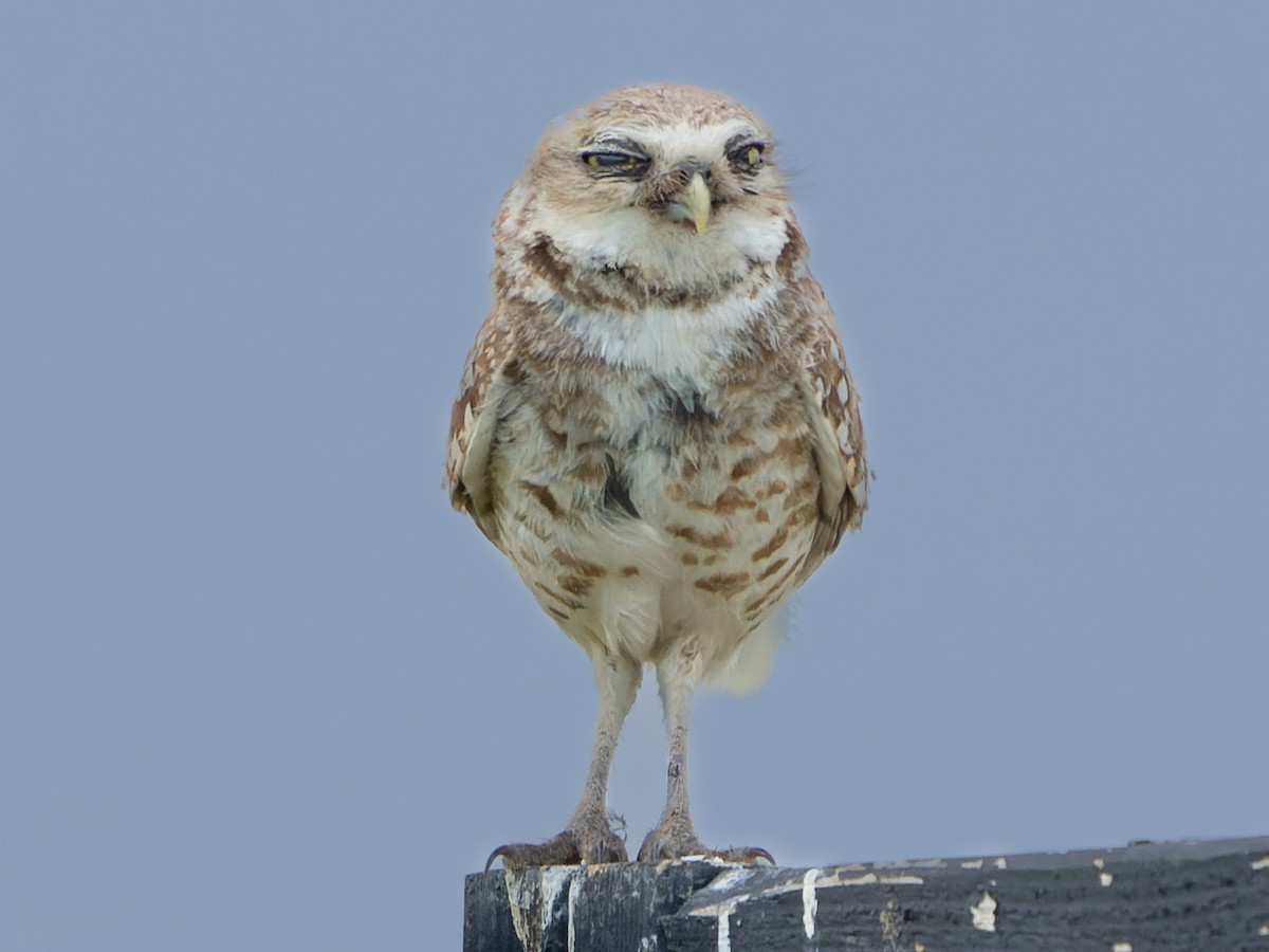 Burrowing Owl - ML591448961