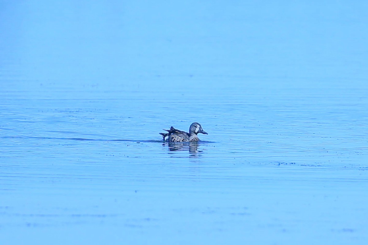 Blue-winged Teal - ML591451091
