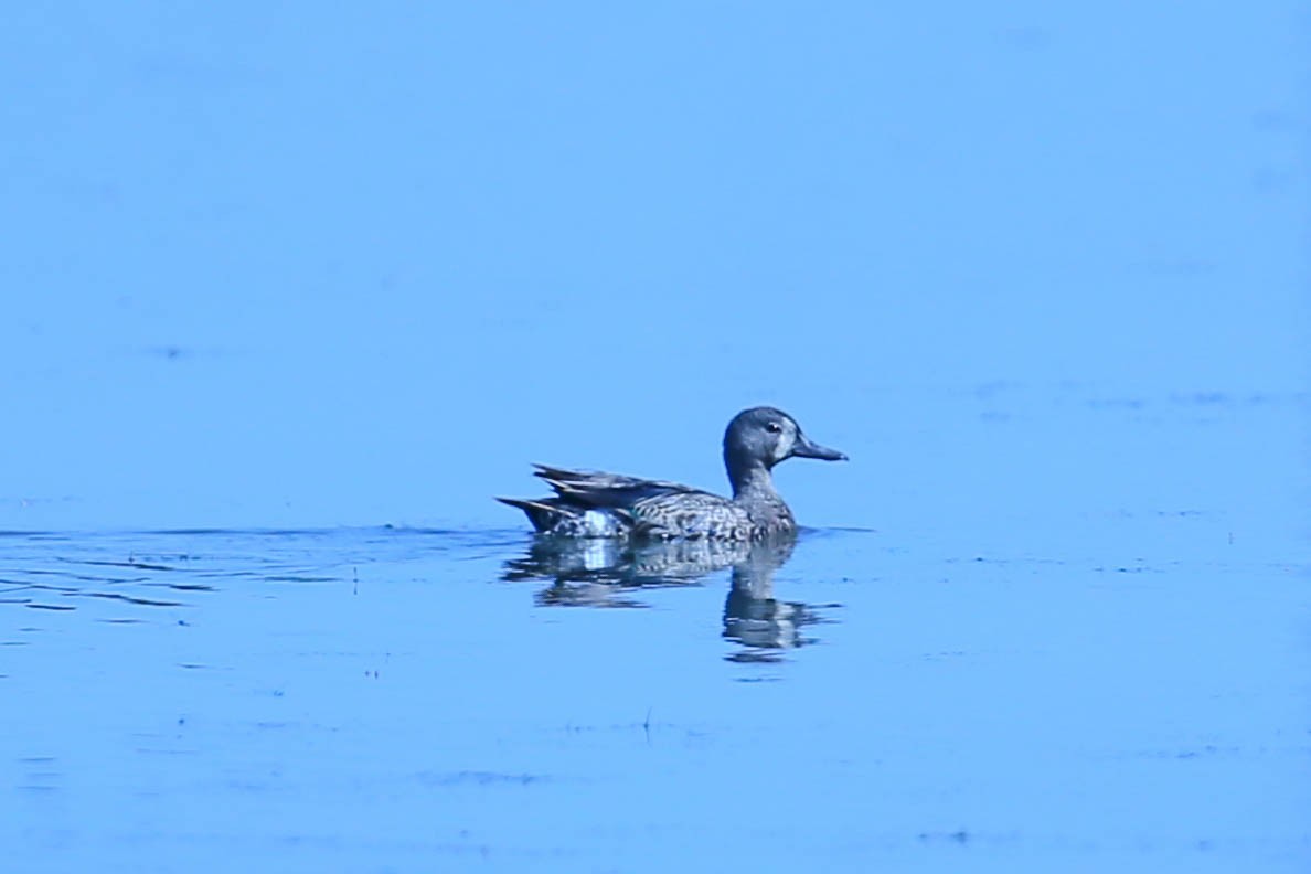 Blue-winged Teal - ML591451191