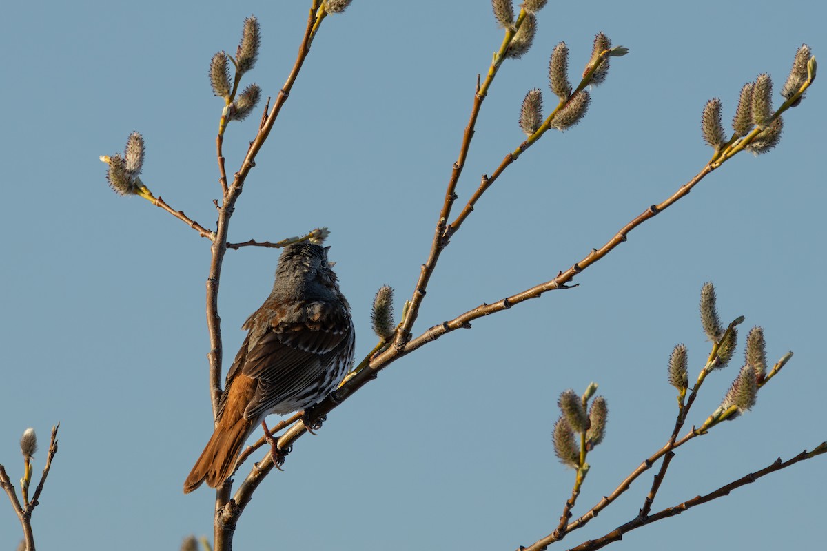 Fox Sparrow (Red) - ML591453301