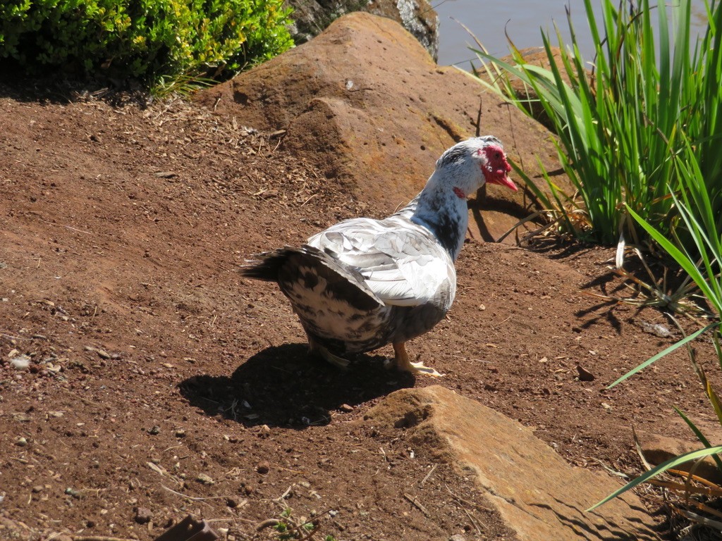 Muscovy Duck (Domestic type) - ML591459471