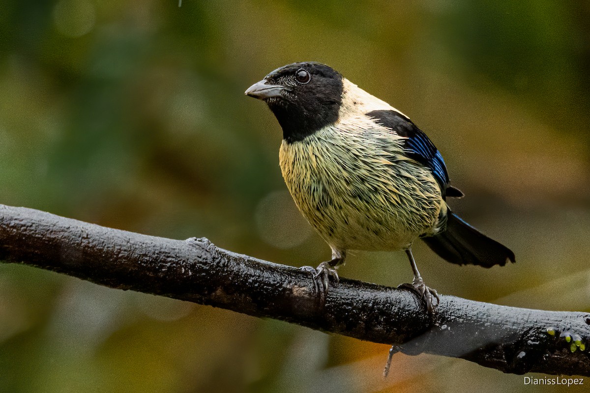 Black-headed Tanager - ML591460231