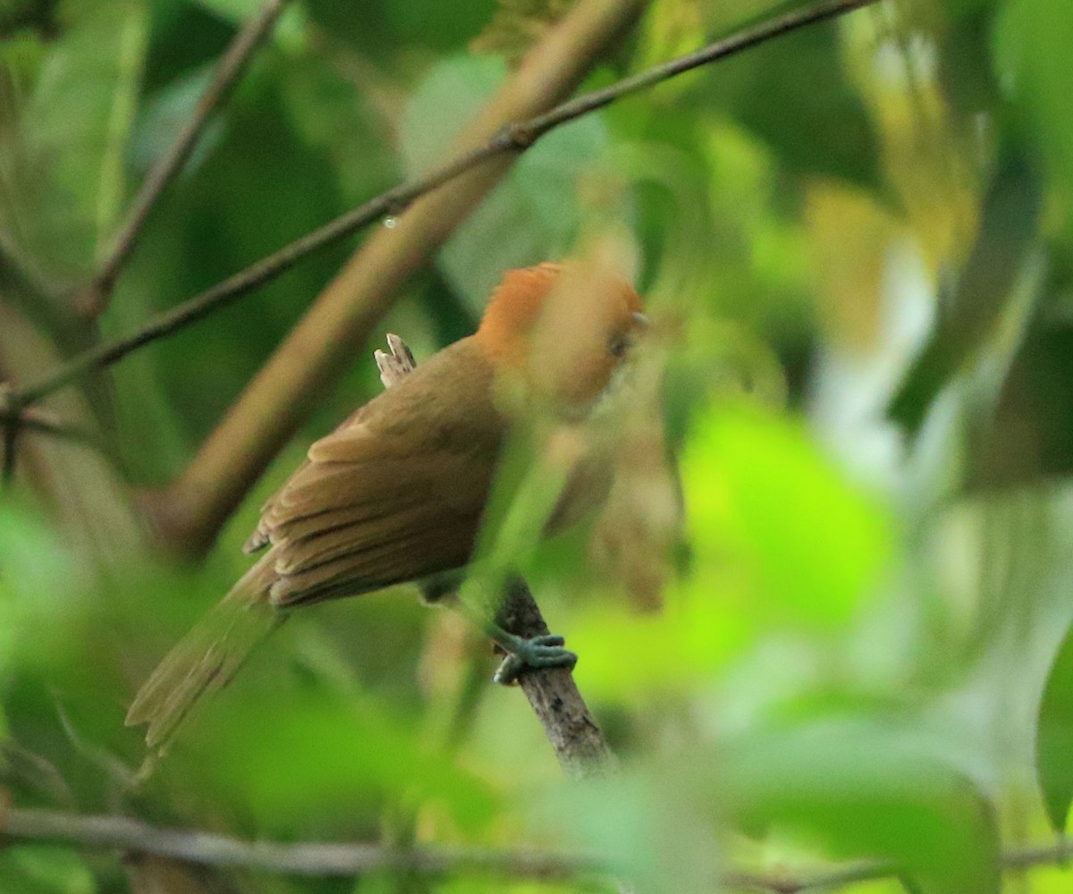 White-breasted Parrotbill - ML59146231