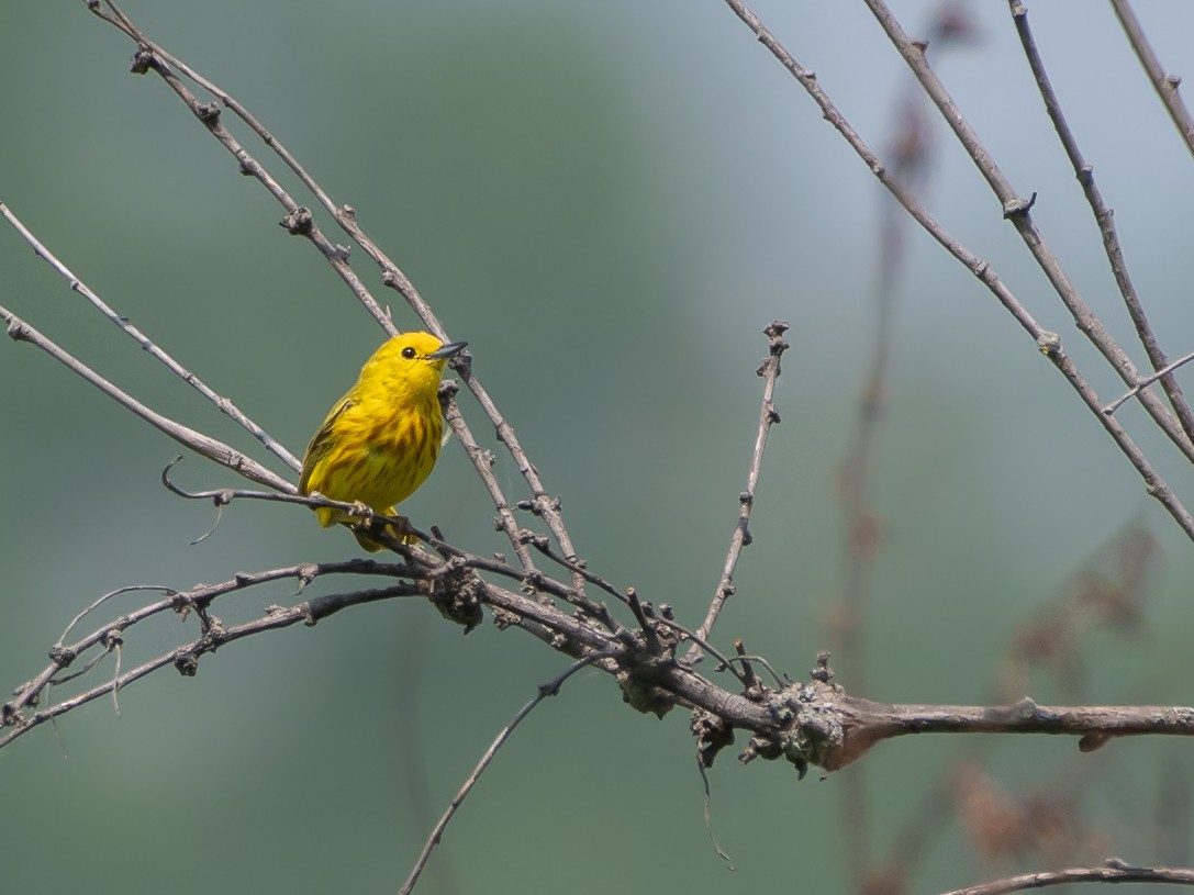 Yellow Warbler - ML591471201