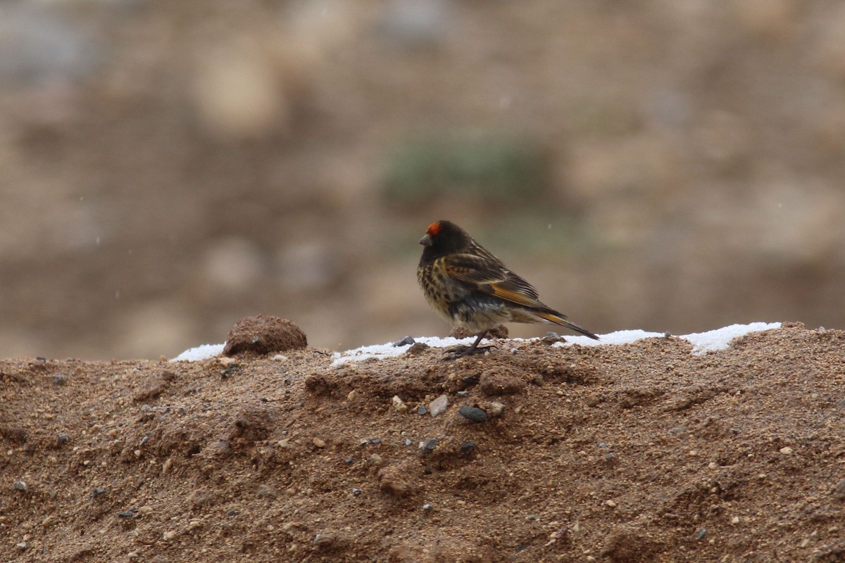 Fire-fronted Serin - ML59147351