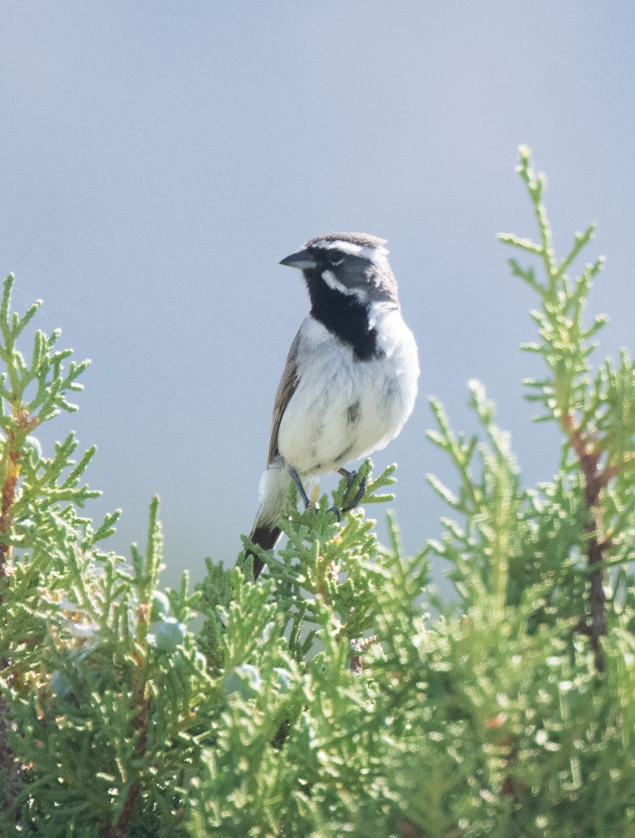 Black-throated Sparrow - ML591474001