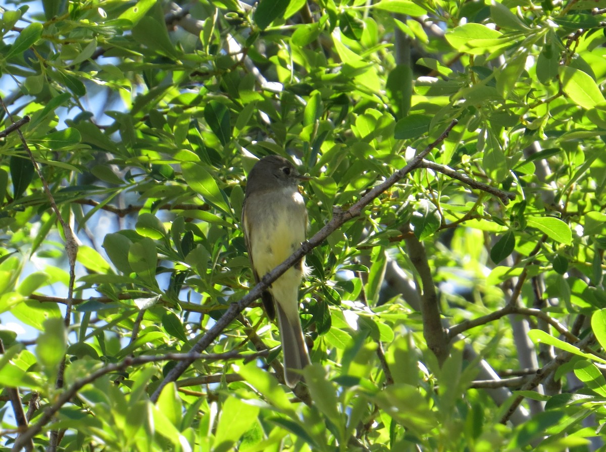 eBird Checklist - 5 Jun 2023 - Okanogan - Wenatchee National Forest ...