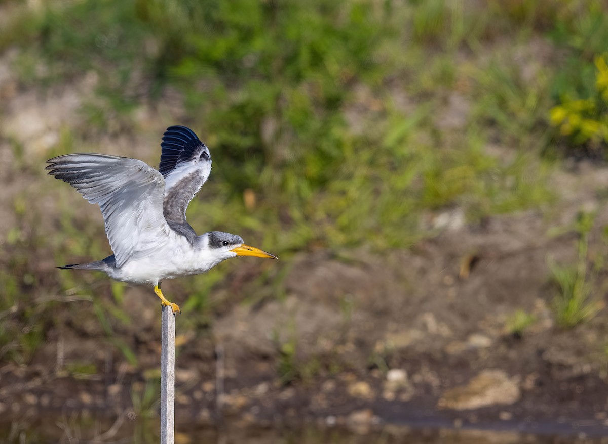 Large-billed Tern - Jeff Timmons