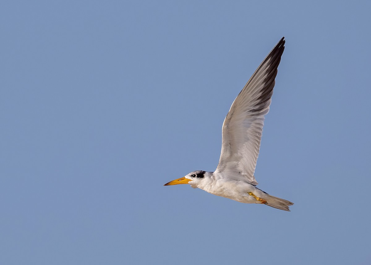 Large-billed Tern - Jeff Timmons