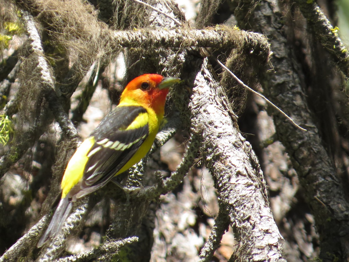 Western Tanager - ML591477841