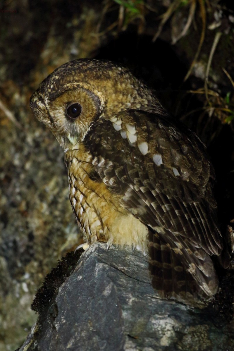 Himalayan Owl - ML59148391
