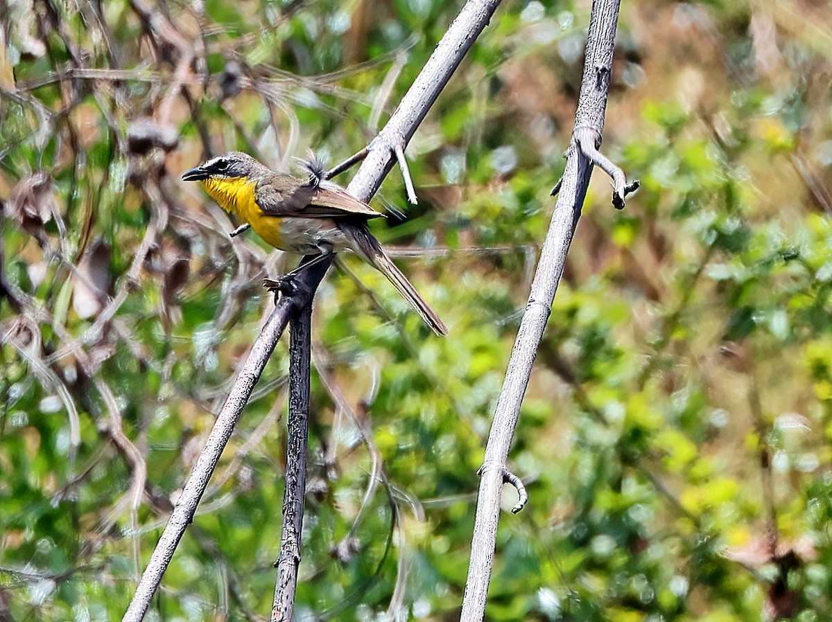Yellow-breasted Chat - ML591483961