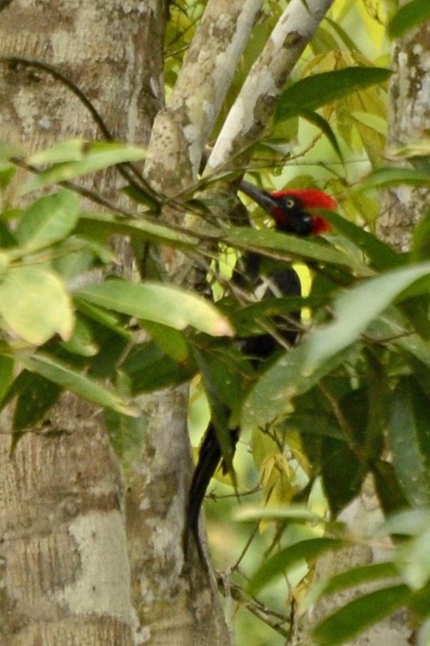 White-bellied Woodpecker - ML59148421