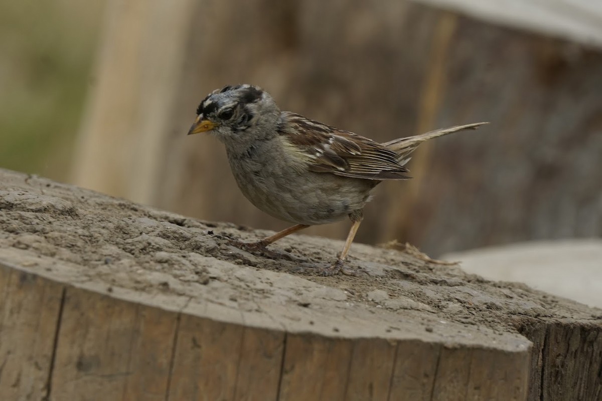 White-crowned Sparrow - ML591486761