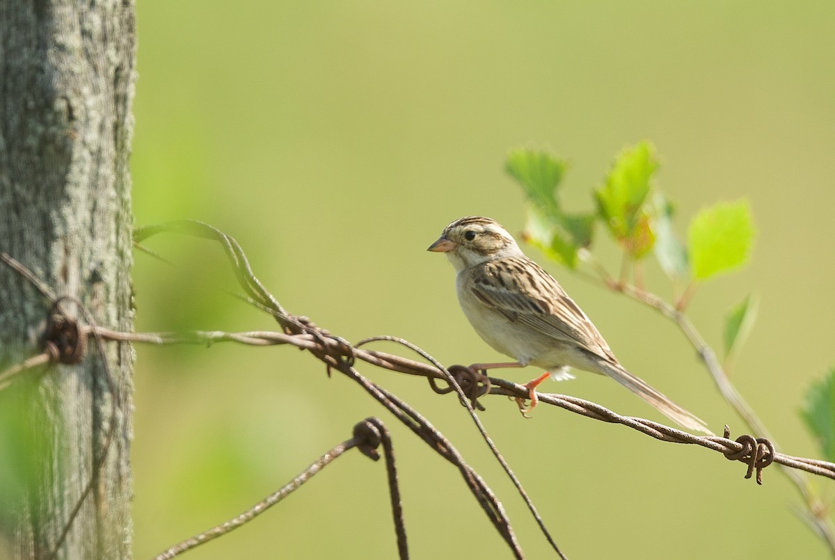Clay-colored Sparrow - ML591489041