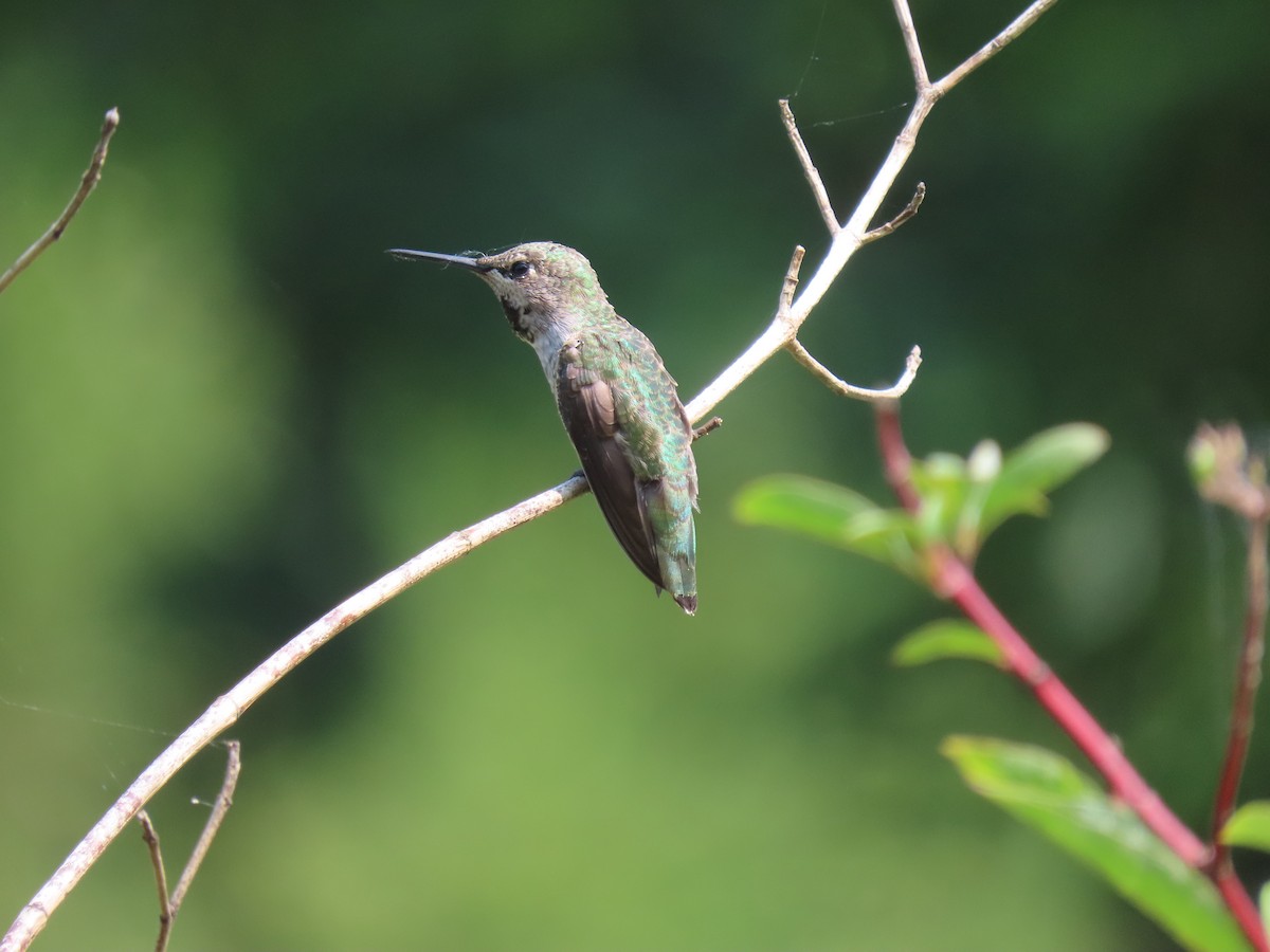 Anna's Hummingbird - ML591492511