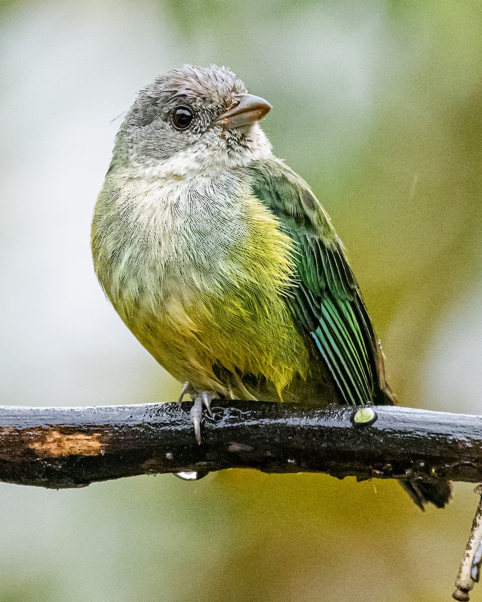 Black-headed Tanager - ML591494511