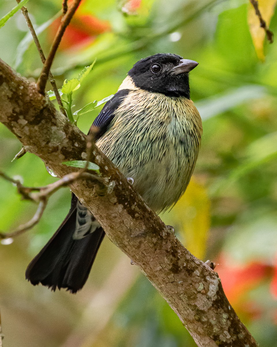 Black-headed Tanager - ML591494521