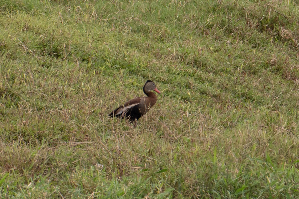 Black-bellied Whistling-Duck (autumnalis) - ML591495541
