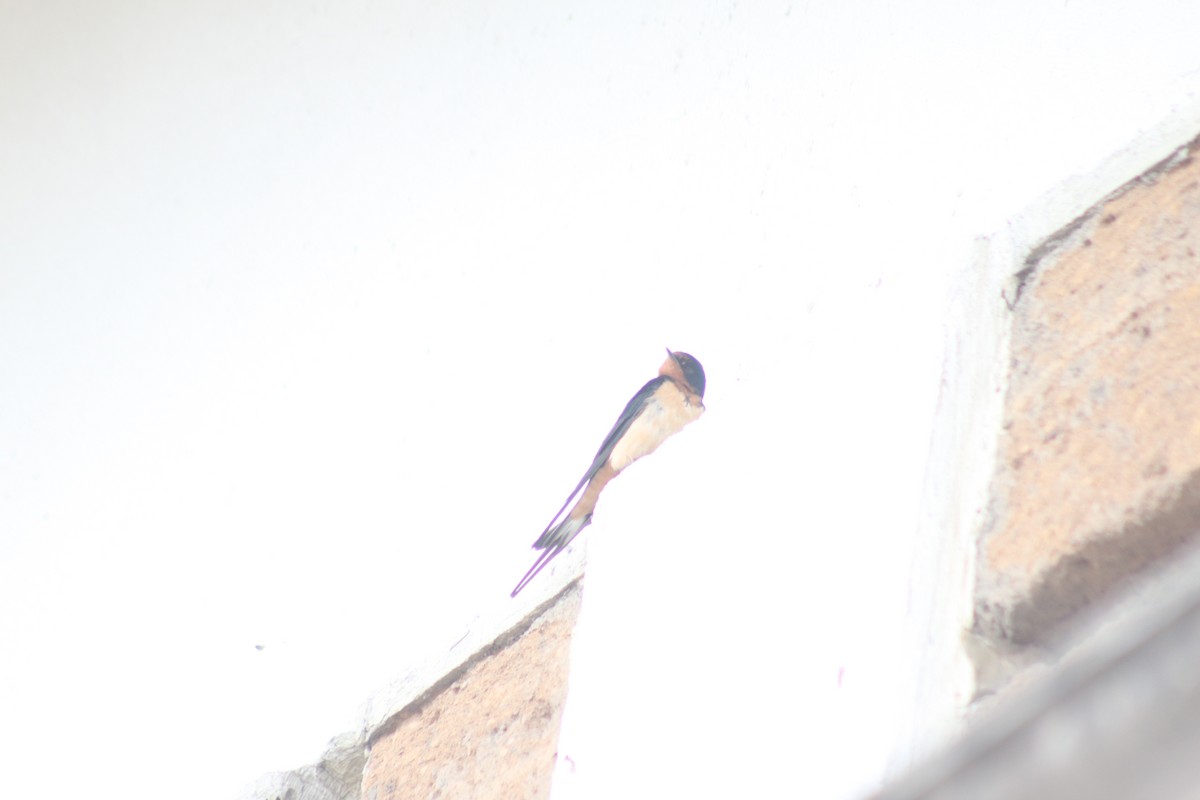 Barn Swallow - ML591499531