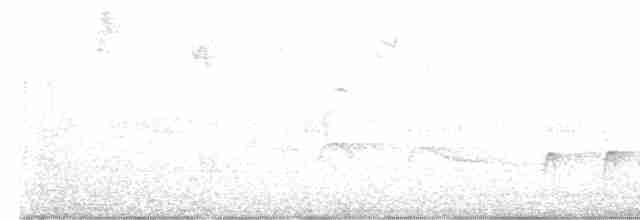 White-bellied Antpitta - ML591501251