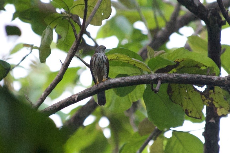 Chinese Sparrowhawk - ML59150151