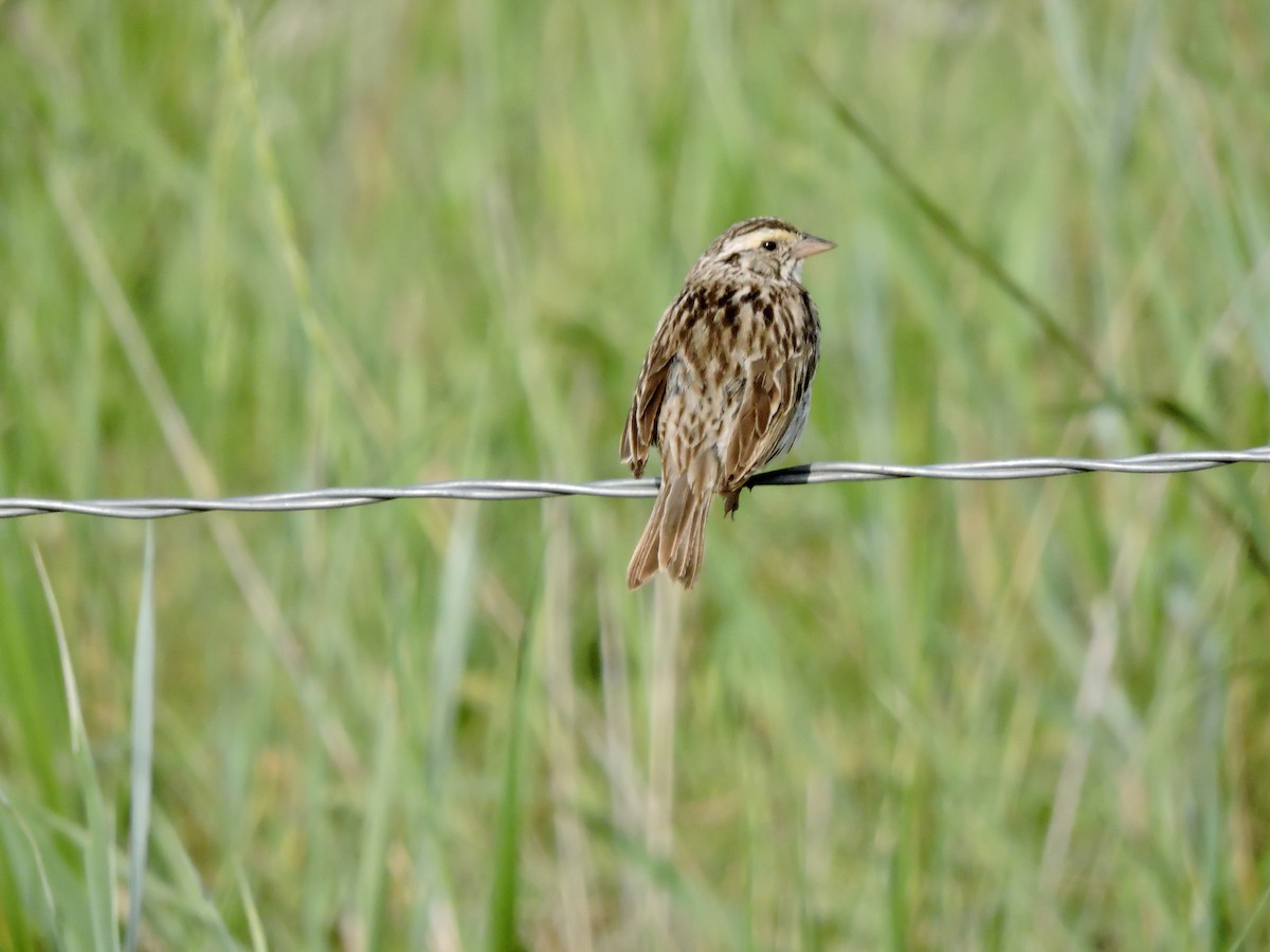 Savannah Sparrow - ML591504611