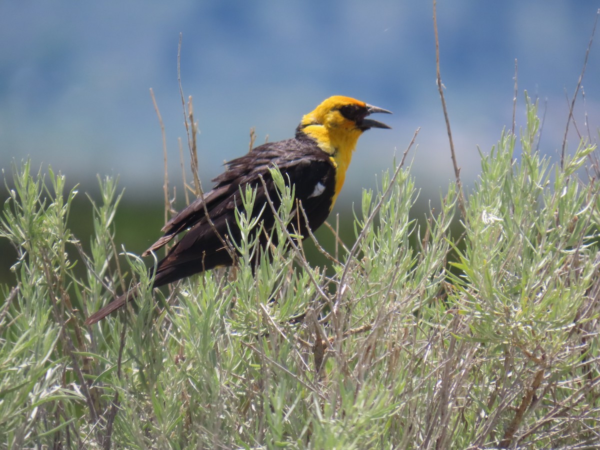 Yellow-headed Blackbird - ML591504991