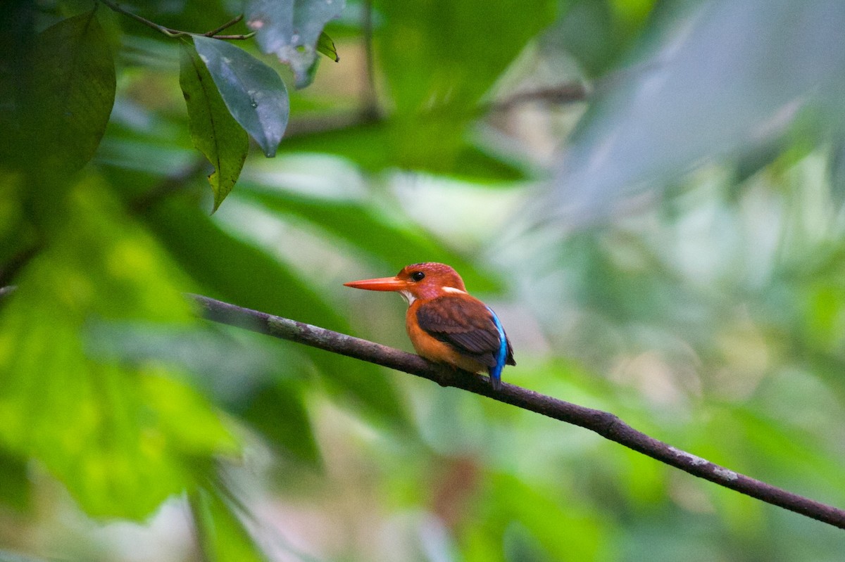 Sulawesi Dwarf-Kingfisher - John C. Mittermeier