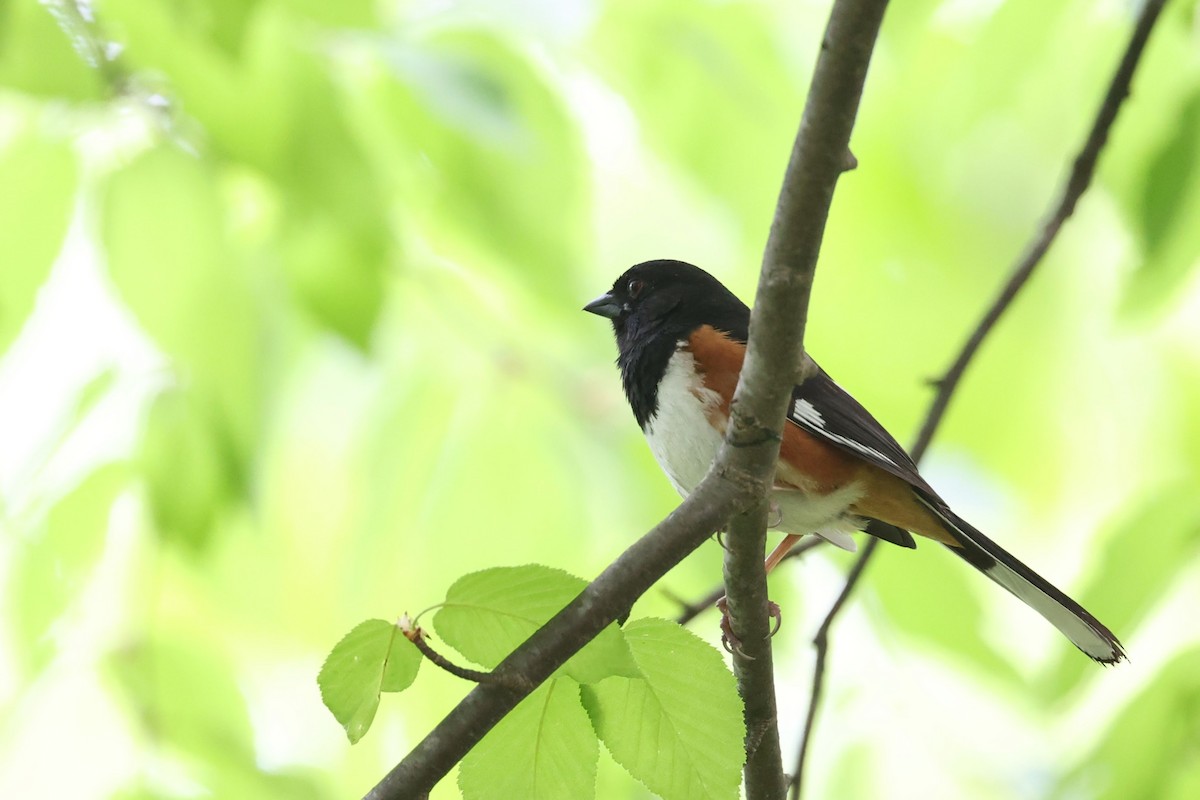 Eastern Towhee - Chris Kennelly