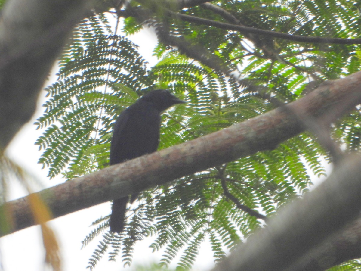 Black Cicadabird - ML591508971