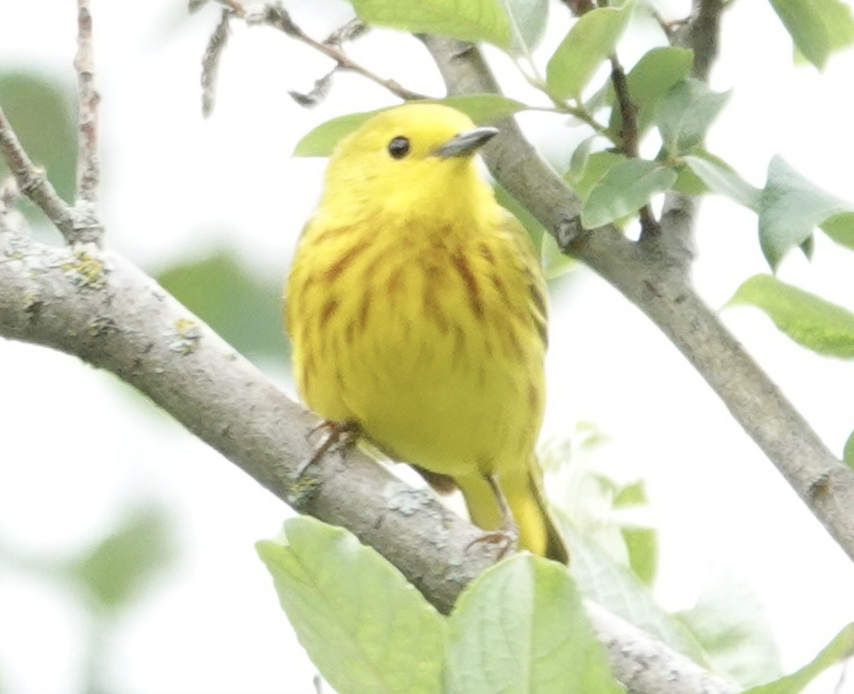 Yellow Warbler - ML591509591
