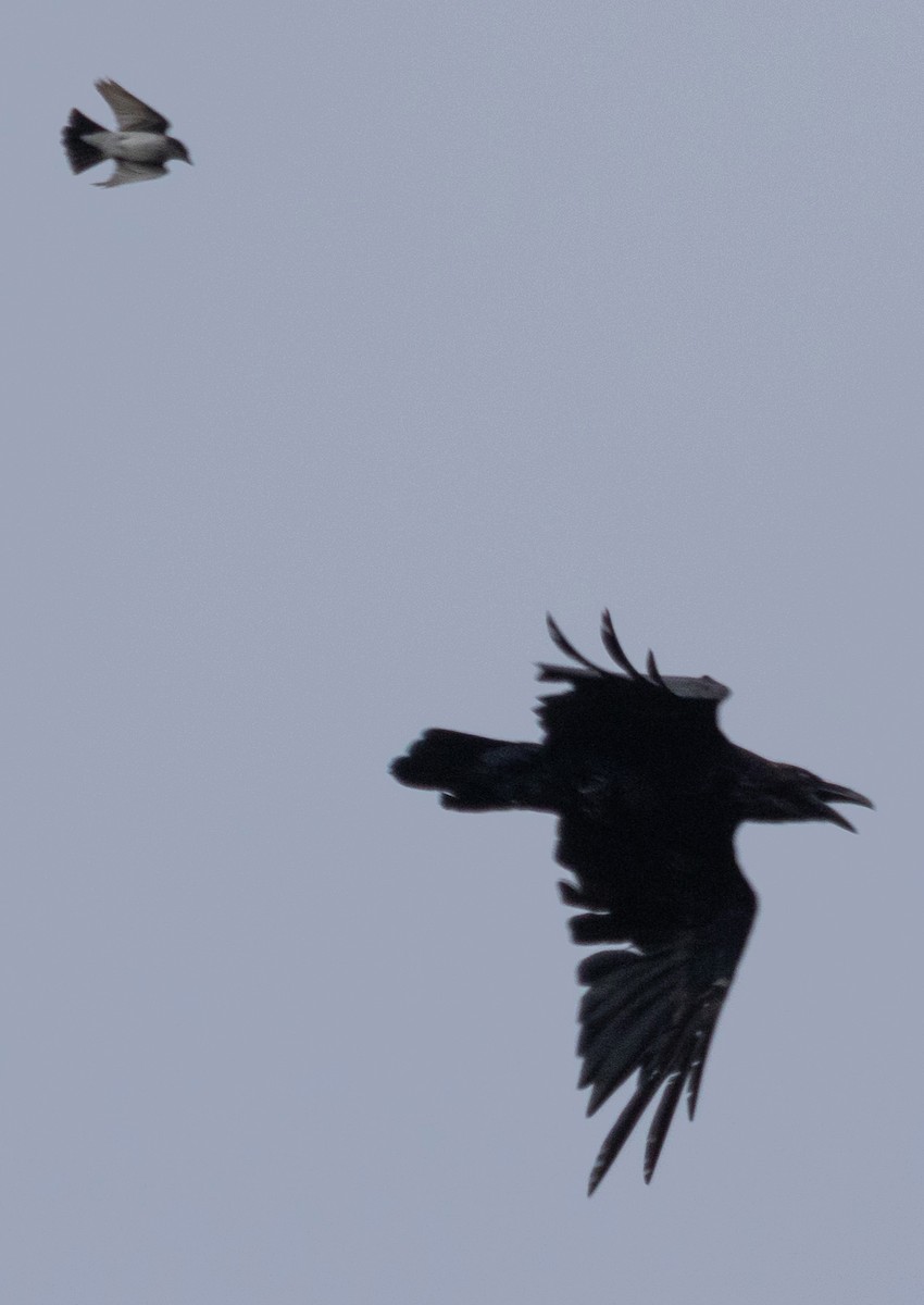 Common Raven - ML591511661