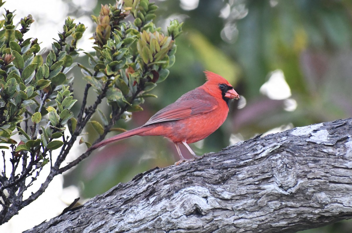 Cardinal rouge - ML591519921