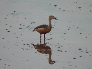 Lesser Whistling-Duck, ML591521791