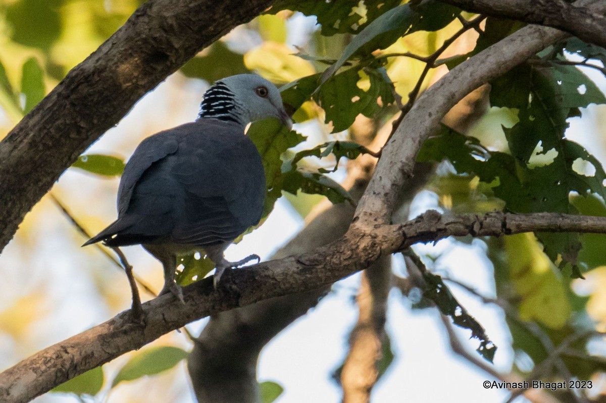 Nilgiri Wood-Pigeon - AVINASH BHAGAT