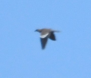 White-winged Dove - ML591525131