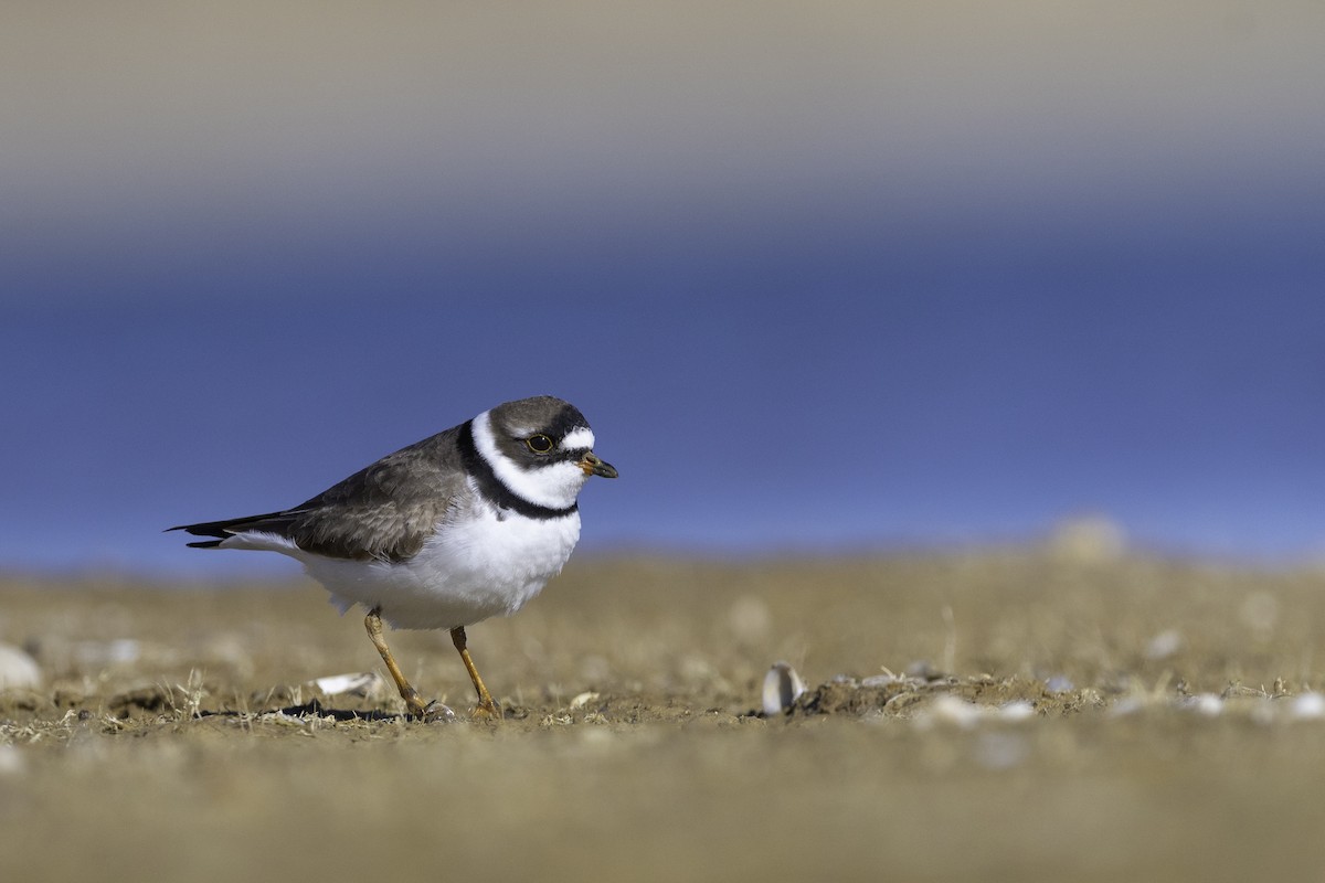 Semipalmated Plover - ML591525141