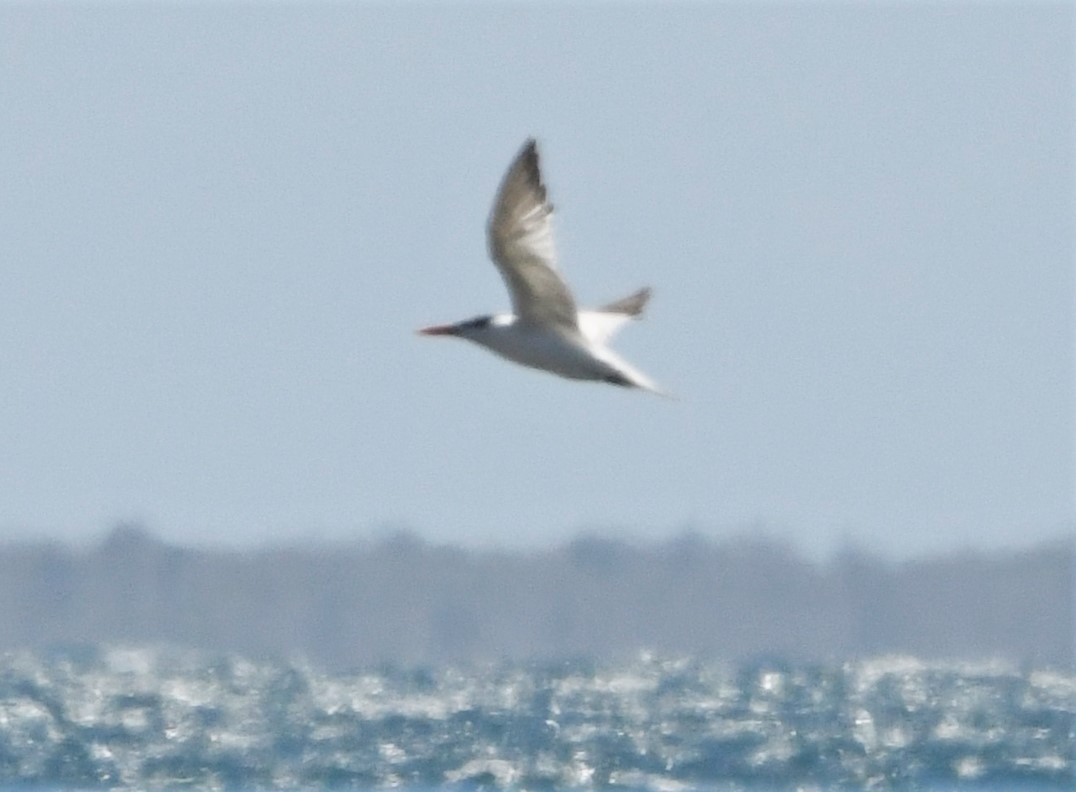 Royal Tern - Zachary Peterson