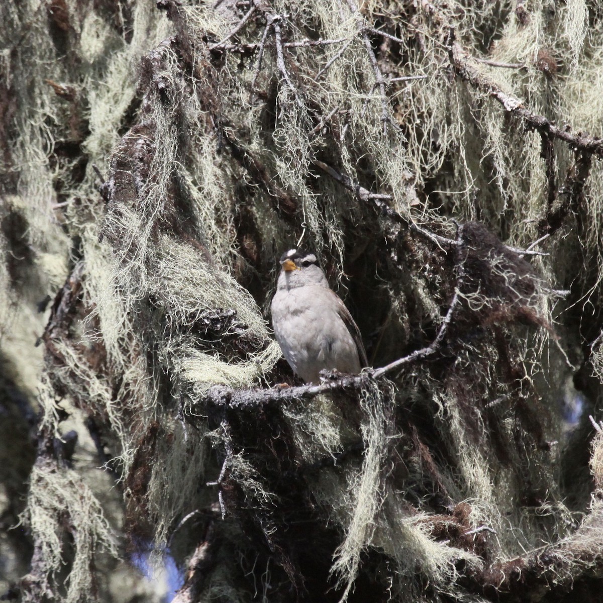 White-crowned Sparrow - ML591526091