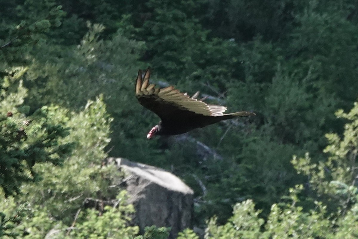 Turkey Vulture - ML591526381