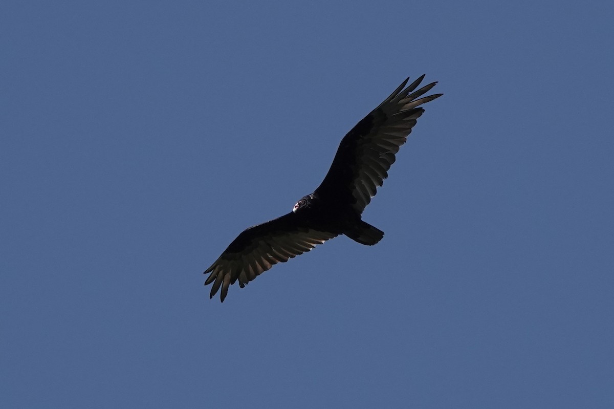 Turkey Vulture - Steve Kornfeld