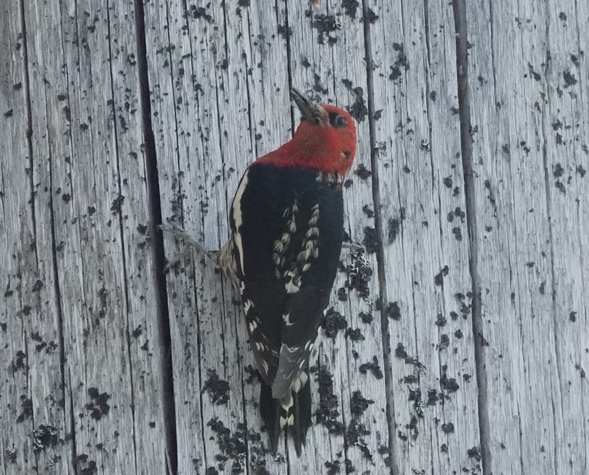 Red-breasted Sapsucker - ML591526561