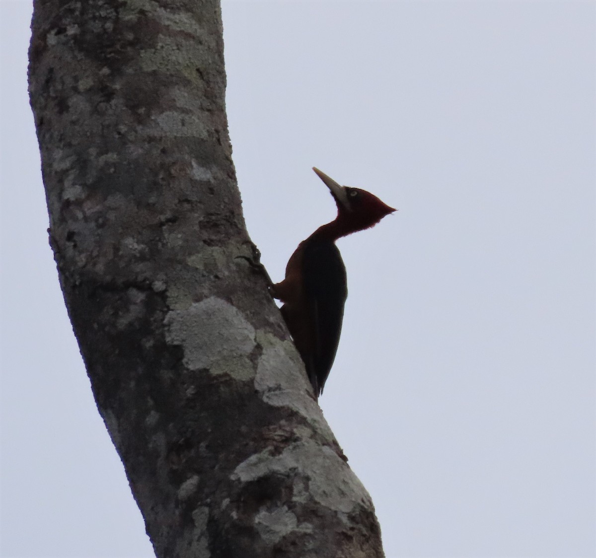 Red-necked Woodpecker - ML591526801