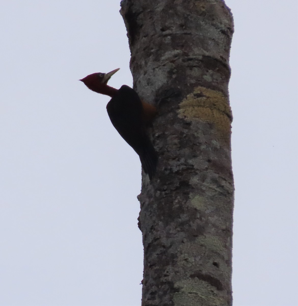 Red-necked Woodpecker - ML591526811