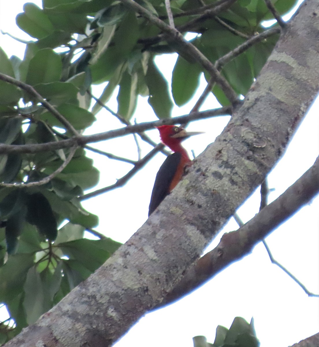 Red-necked Woodpecker - ML591526821