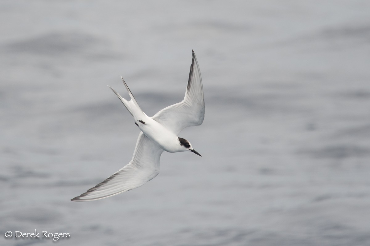 Arctic Tern - ML59152941