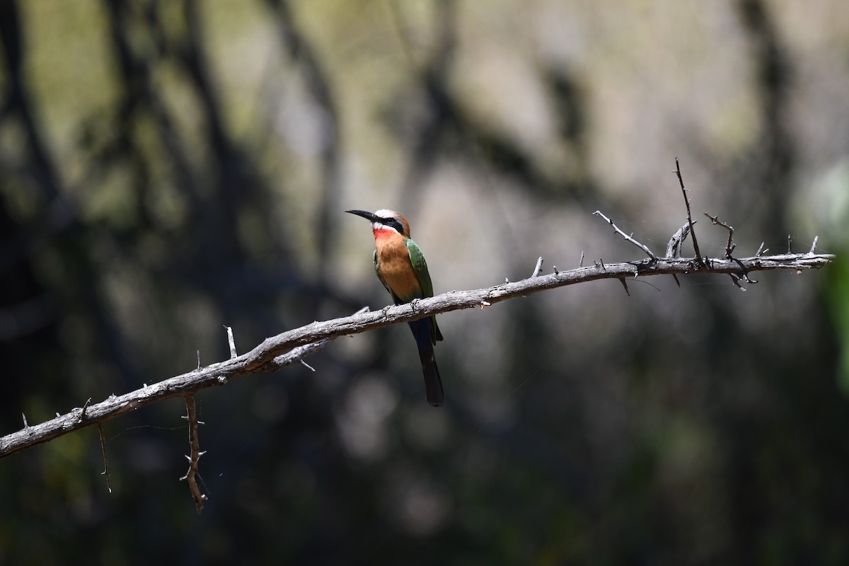 White-fronted Bee-eater - ML591530501